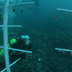 Melindungi Laut Maluku dari Bom serta Potasium