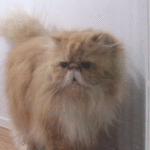Kenapa Kucing Senang Kembali Sembari Bawa Bangkai