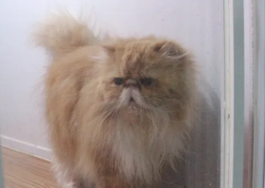 Kenapa Kucing Senang Kembali Sembari Bawa Bangkai